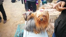 狗市上非常漂亮的约克夏宠物狗，要价5000块钱一只，值这个价吗