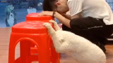 躲猫猫界的搞笑巨星