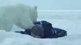 北极大冒险：面对北极自然灾难面前，人和北极熊共同冒险