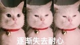 少林扫地喵身怀绝技