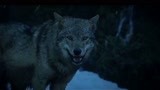 血狼犬：父女两人被狼群围攻，太可怕了！