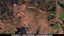 日本特有的猫科动物：体型如家猫般大小，却处于食物链顶端！