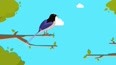 为什么说红嘴蓝鹊是鸦科中最漂亮的鸟