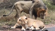 繁衍季节来了，雄狮对母狮子猛烈进攻，下一秒憋住别笑