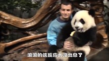 老外抱熊猫拍照被拒绝，给了一块苹果后，滚滚这反应太没出息了