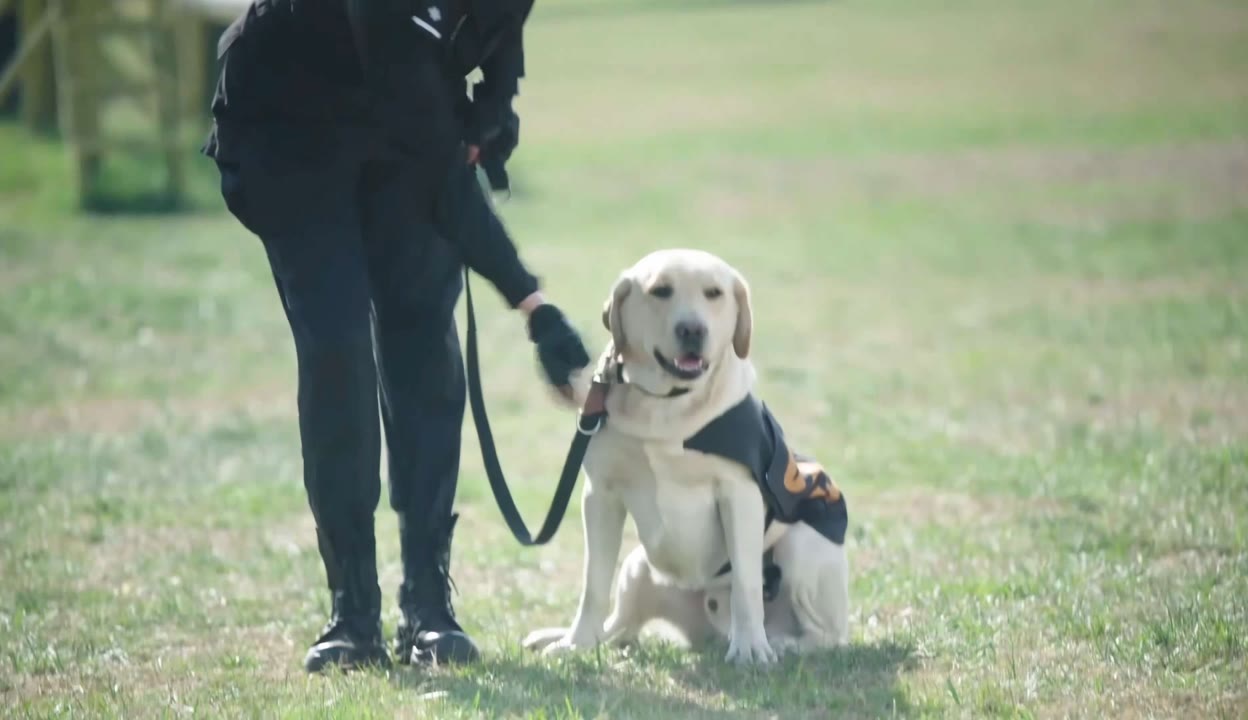 警犬樱桃的真主人照图片