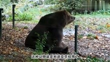重达1600斤的科迪亚克棕熊，战斗力很强，比狮子老虎还厉害