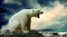 每到繁殖季节，北极熊就在水面上，寻找冰上的小海豹和小海象