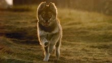 真实事件改编，传奇雪橇犬的一生，冒险片《多哥》