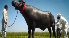世界最值钱的牛，身价两千多万，配一次种就要5万块