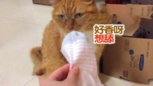 在线急求，家里的猫咪被我的臭袜子熏死过去了，有办法救吗