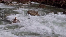 Xem The River Wild (2020) Vietsub Thuyết minh