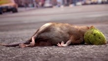 科幻：老鼠误食烂果子，结果身体发生变异，还因此毁了整个地球！