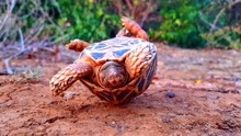 乌龟一旦翻身，就会导致窒息死亡吗？究竟是怎么一回事？