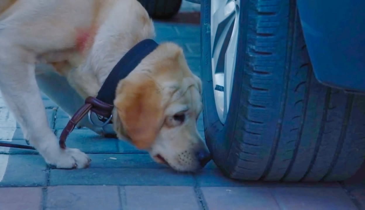 警犬樱桃的真主人照图片