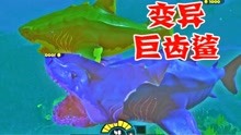 超级巨齿鲨祖宗登场