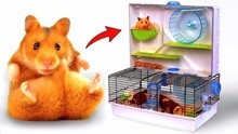 小山姆的SAM：小山姆开箱，小动物乐园拱廊仓鼠之家!