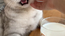 【料理猫王】揭秘猫王是如何开易拉罐的，可爱的猫王居然未成年
