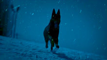 血狼犬：狼狗大战太精彩了，惊险又刺激，看的激动人心！