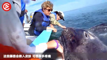 两头鲸鱼靠近游客，本以为在套近乎，看清后让人太心疼