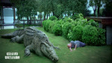 百万巨鳄：鳄鱼发狂误杀养鄂人，竟留下泪水，动物比人有感情