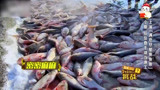 了不起的挑战：查干湖捕鱼十分壮观，几十万斤鱼在网里收获颇丰！