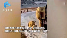 心疼！成年北极熊饥饿难忍带领幼崽打劫垃圾车觅食