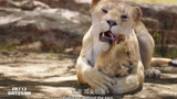狮子王：狮子妈妈用舌头帮辛巴洗澡，画面太有爱了，好幸福