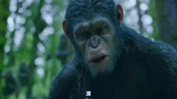 猩球崛起2：大猩猩竟会说人话，怒吼一声滚，吓得人类腿都软了