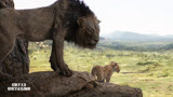 狮子王：狮子妈妈用舌头帮小辛巴洗澡，画面太温馨了