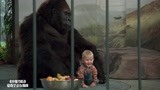 小鬼当街：宝宝真聪明，为了不被坏人抓，爬去猩猩身边！