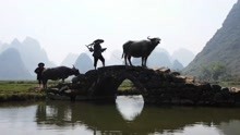 桂林老农成“网红模特” 牵水牛过桥供人拍照