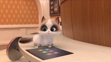 飞狗MOCO之宠物店的小秘密动画精选集 第3集 小猫咪这么可爱