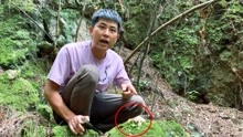 [图]野光进山捡菌子，意外发现食人草，真是难得一见