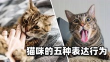 [图]猫咪的五种行为表达的方式，猫咬人，其实是看得起你的意思？