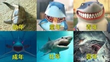 盘点变异鲨鱼的一生，你更加喜欢哪个阶段，儿童版鲨鱼竟会吃泡面