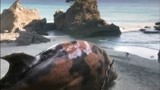 男孩在海边遇见怪兽 这鱼也太大了吧