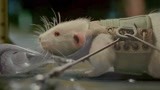 异星觉醒：外星生物瞬间绞杀小白鼠，过程太残酷，真可怕