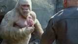狂暴巨兽：大猩猩不小心打伤人，自己也受伤，好心疼