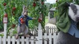 比得兔2：汤米偷西红柿，本以为他只偷了一个，结果搞笑了