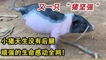 广东“猪坚强”：小猪天生没有后腿，通过努力学会倒立走路