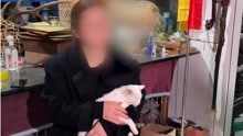 《当家主母》剧组晒猫咪新视频，回应群演称猫被电死：已报案