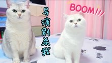 [图]猫咪演员要被毒死，哭着向导演求饶