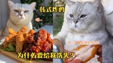 猫王：口水洗头？这个韩式炸鸡有这么好吃吗？