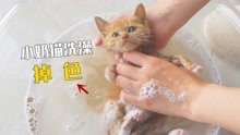 [图]流浪小奶猫第一次洗澡，洗着洗着掉色了