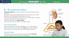 P358 Endocrine system内分泌系统 常荣讲大学生物BIOLOGY OXFORD