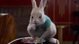 比得兔2：小兔子偷吃五彩甜糖果，好吃到跺脚脚，太可爱了