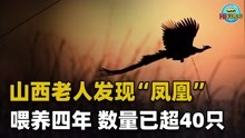 [图]老人养“凤凰”4年，发现时已超过40只，专家看后：不能养了！