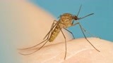 一席 赵志磊：为了咬人，蚊子进化了一万年