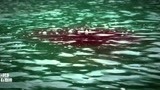 百万巨鳄：湖面上飘着血迹，警官看见不淡定了！钻进水里救人！
